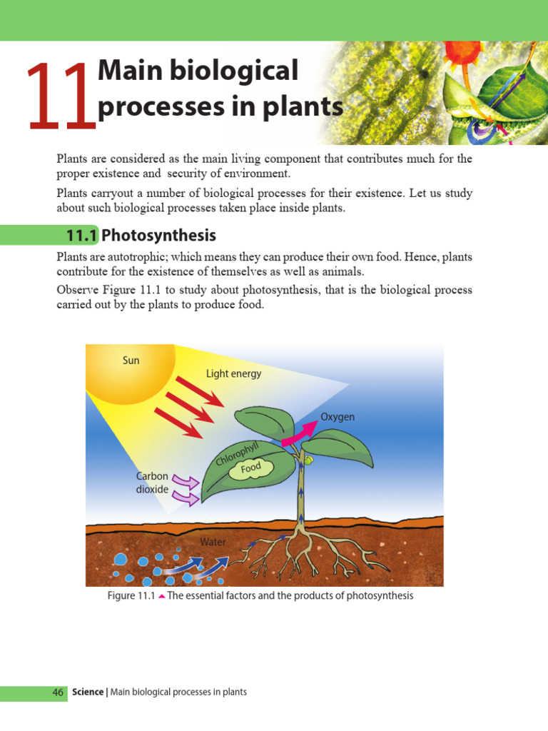 Photosynthesis in Plant Leaves | PDF | Photosynthesis | Leaf