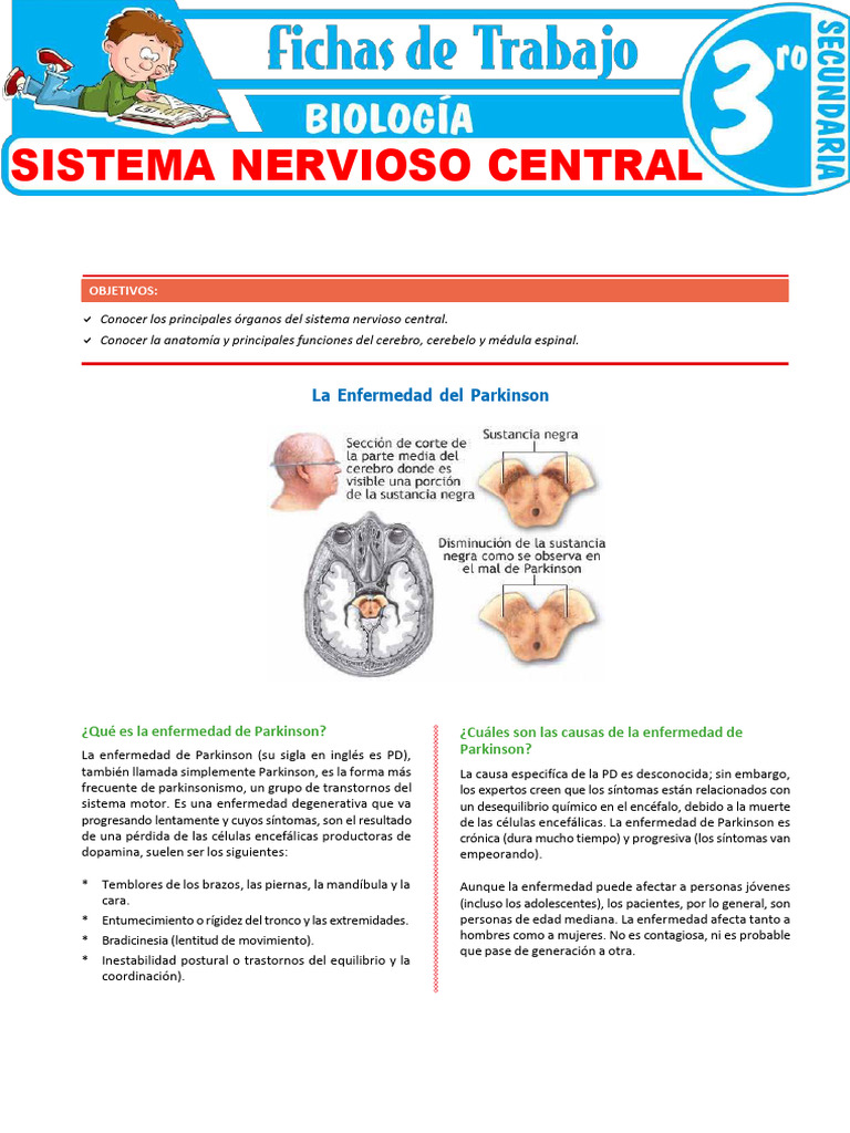 Anatomía y funciones del sistema nervioso | PDF | Cerebro | Médula espinal
