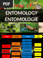 Insect Orders Classification Chart | PDF | Fly | Dragonfly