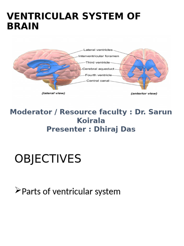 Anatomy of Brain Ventricles | PDF