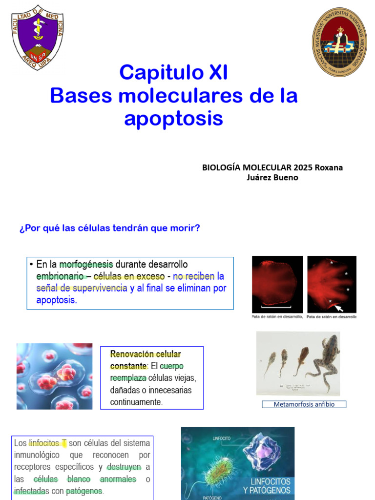 Notes 250609 044137 090142 | PDF | Bcl 2 | Apoptosis