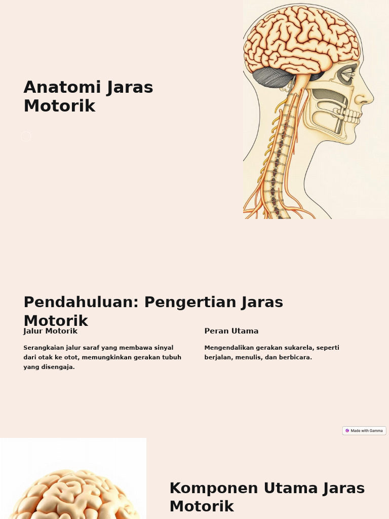 Anatomi Jaras Motorik Amanah | PDF