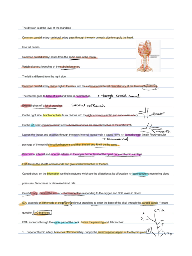Carotid and Facial Artery Anatomy | PDF | Common Carotid Artery ...