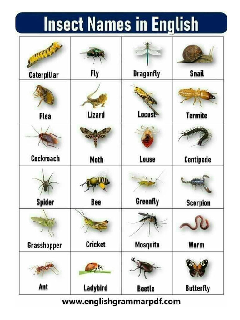 Insects 2 | PDF