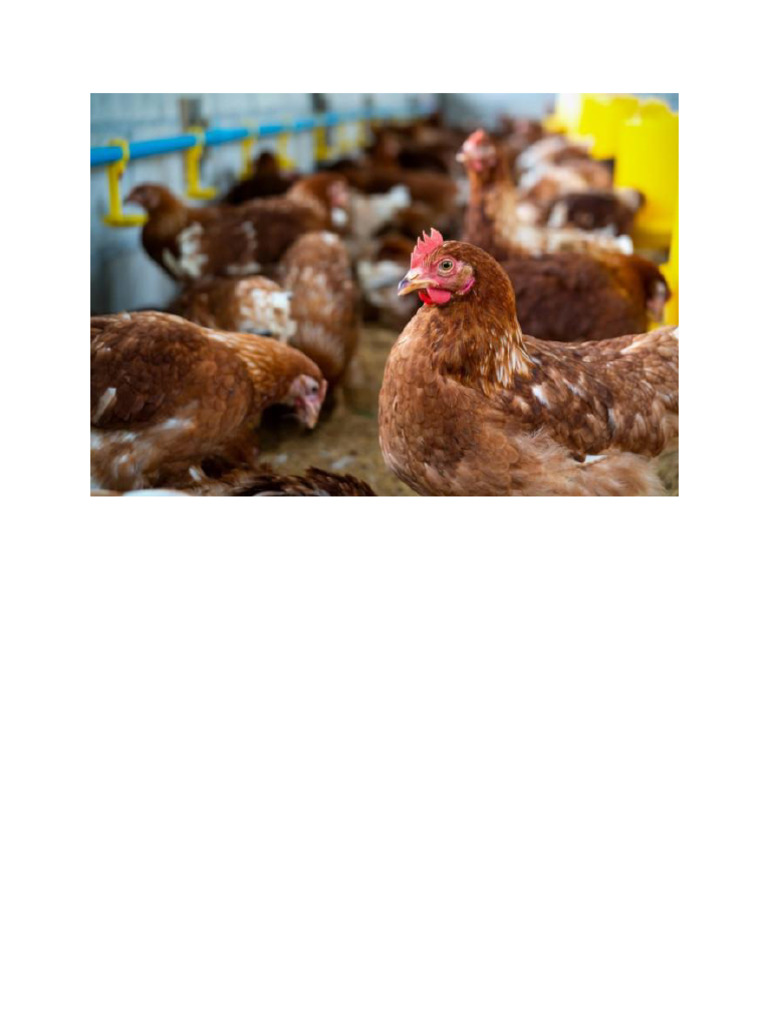 CHIKEN | PDF