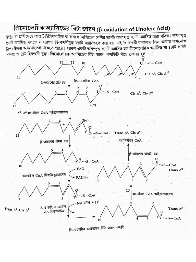 Beta Oxidation of Unsaturated Fatty Acids (In Bengali) | PDF