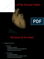 Animation of The Human Heart