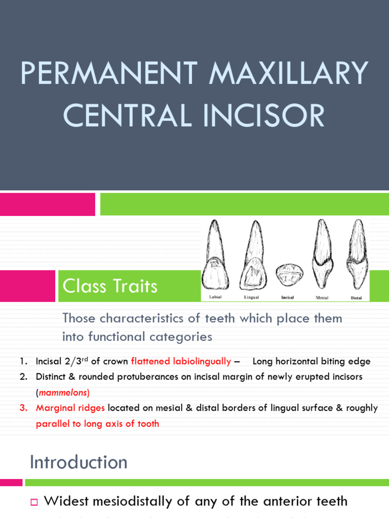 Anatomy of Maxillary Central Incisor | PDF | Dental Anatomy | Dentistry ...
