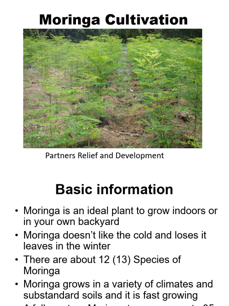 Moringa Cultivation Guide | PDF | Legume | Trees