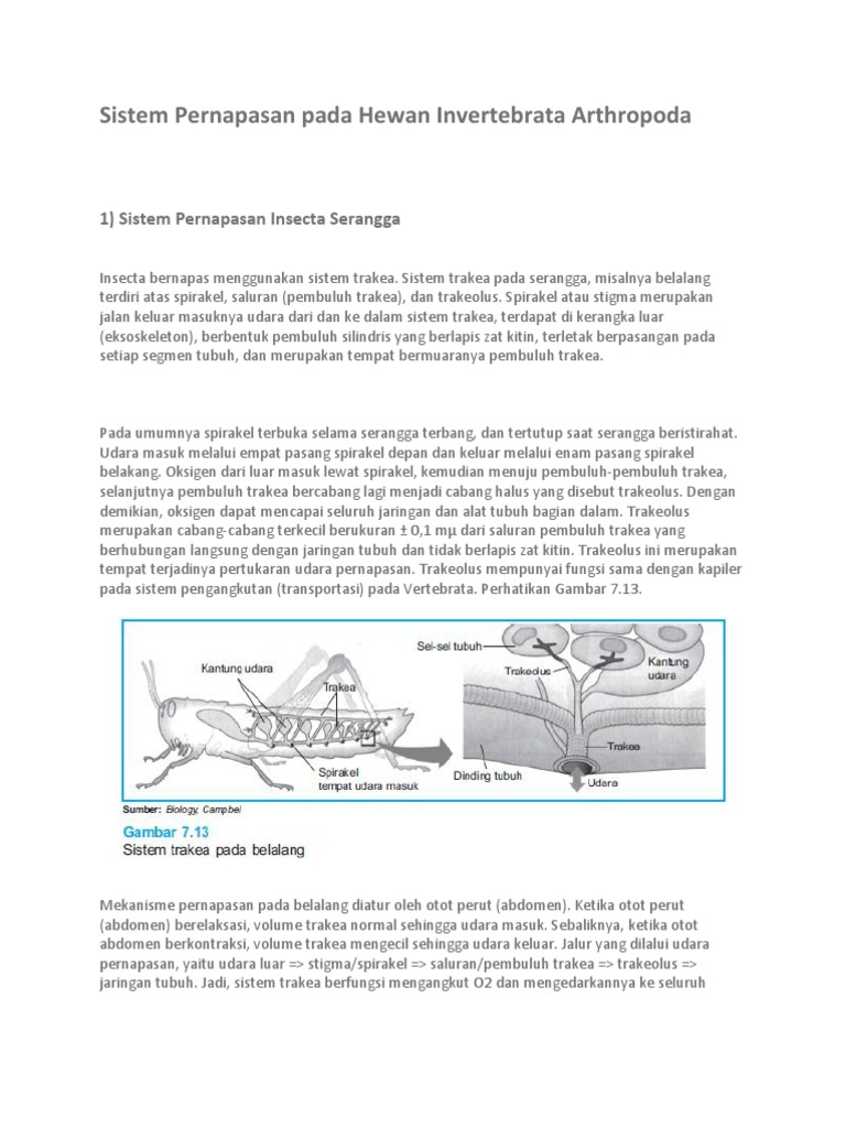  Sistem  Pernapasan  Pada Hewan  Invertebrata  Arthropoda