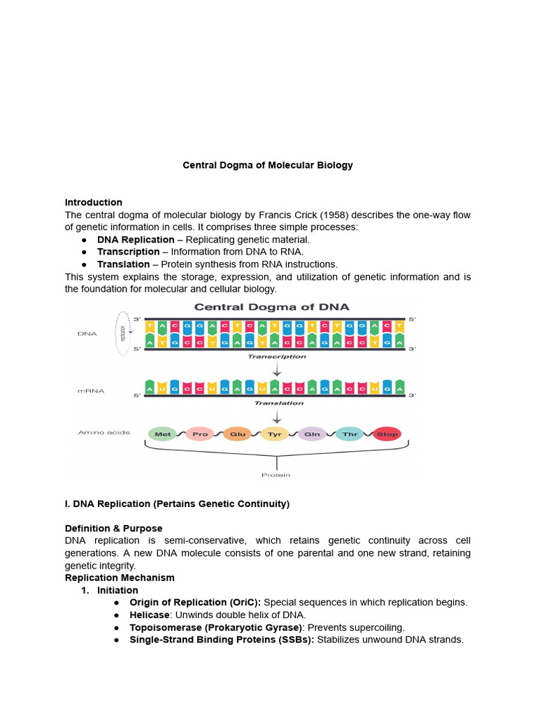 Central Dogma | PDF | Dna Replication | Translation (Biology)