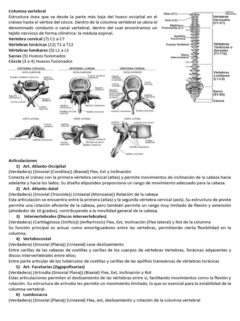 Anatomía y Funciones de la Columna Vertebral | PDF | La columna ...