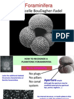 Planktonic Foraminifera