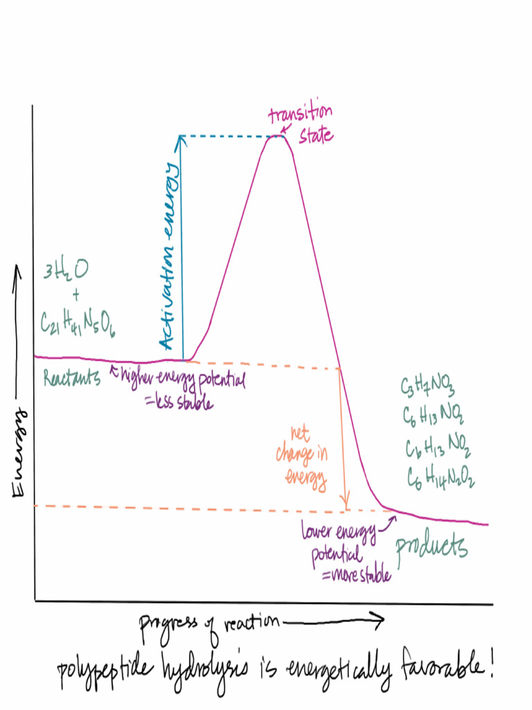 SILK Polypeptide Hydrolysis Energy Graph | PDF