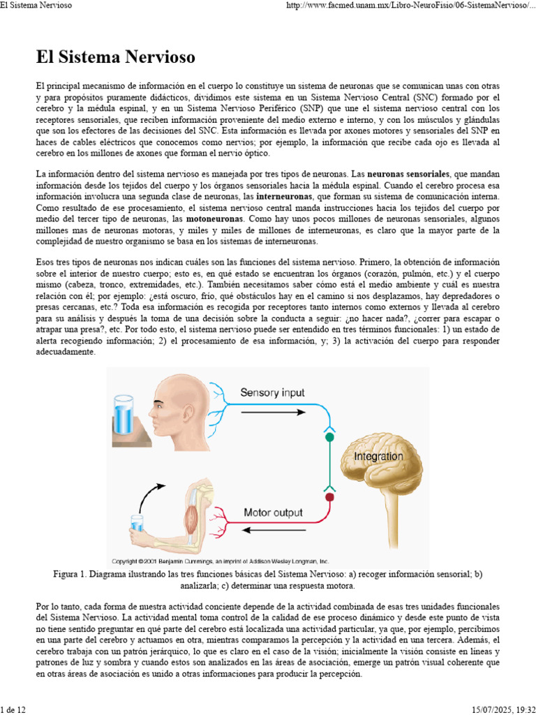 Funciones y Estructura del Sistema Nervioso | PDF | Cerebro | Neurona