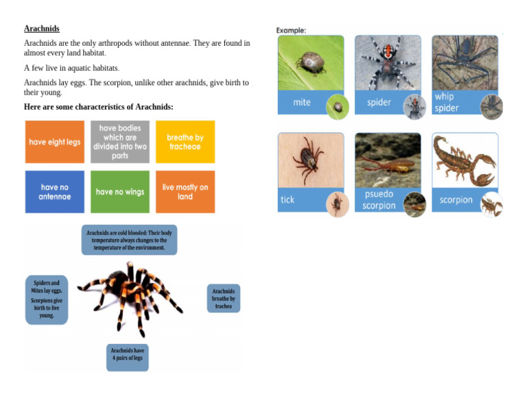 Arachnids | PDF