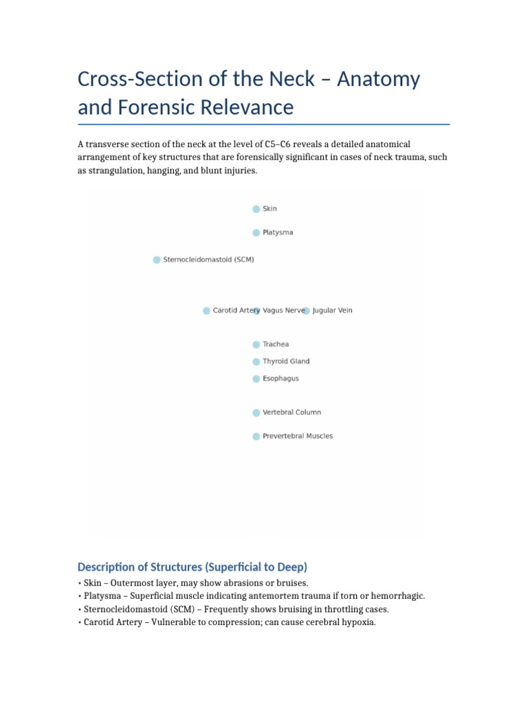 Cross Section Anatomy Neck Forensic | PDF