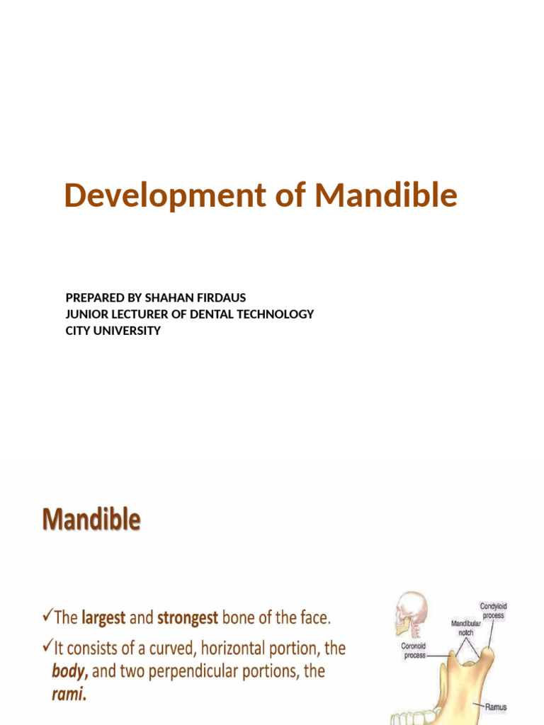 Development of Mandible | PDF