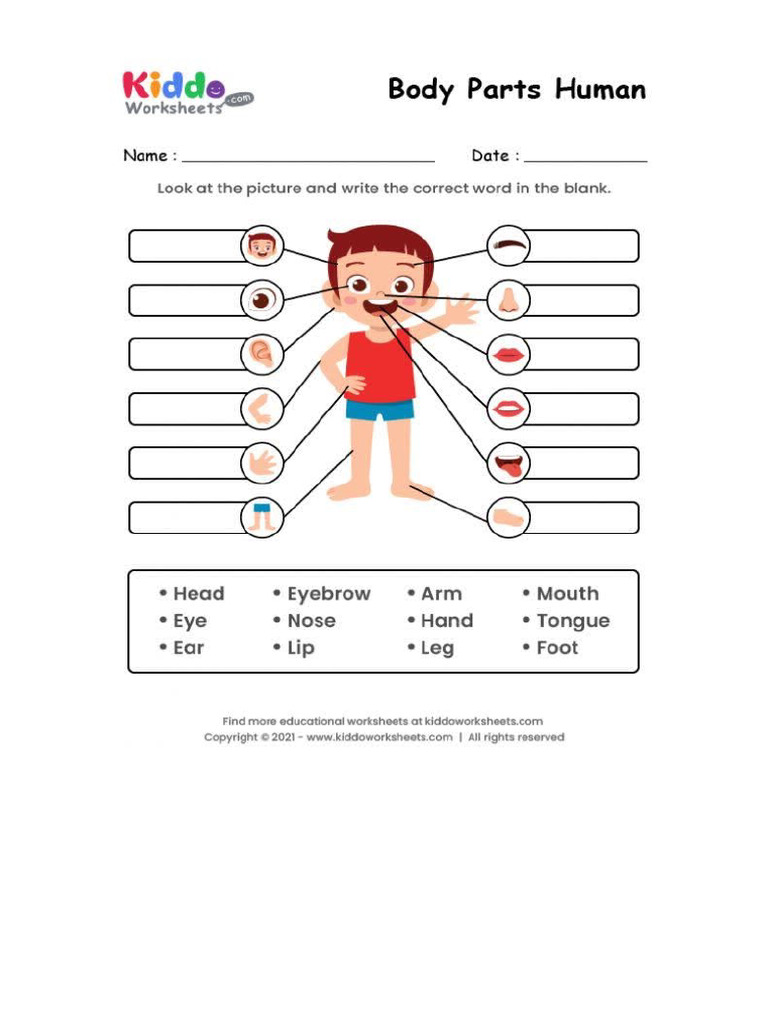 Body Parts Excercise | PDF