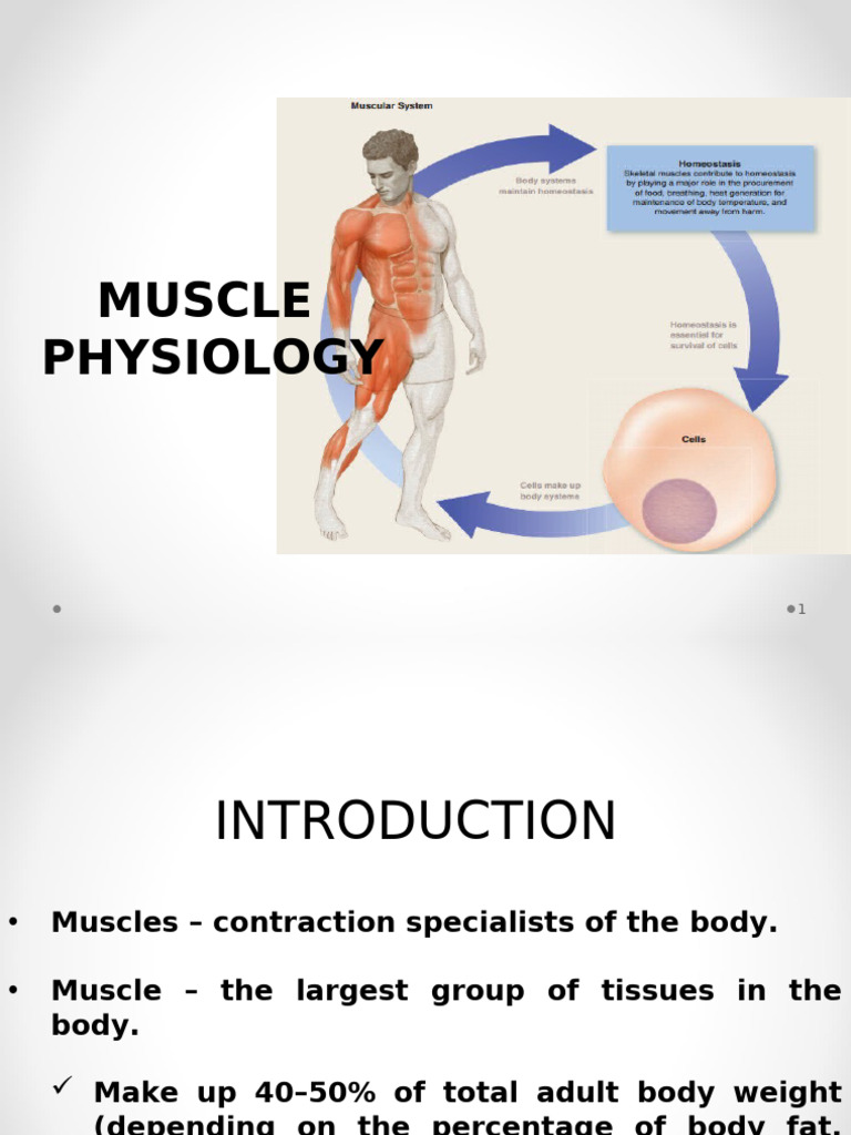 Understanding Muscle Physiology | PDF | Muscle Contraction | Skeletal ...