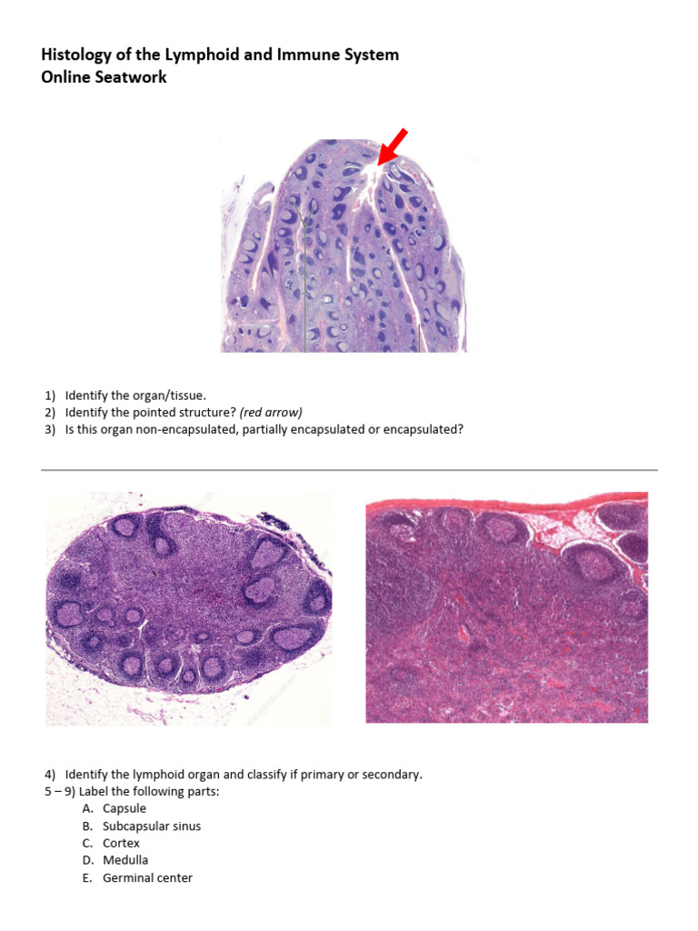 HISTOLOGY Seatwork - Lymphoid and Immune System | PDF
