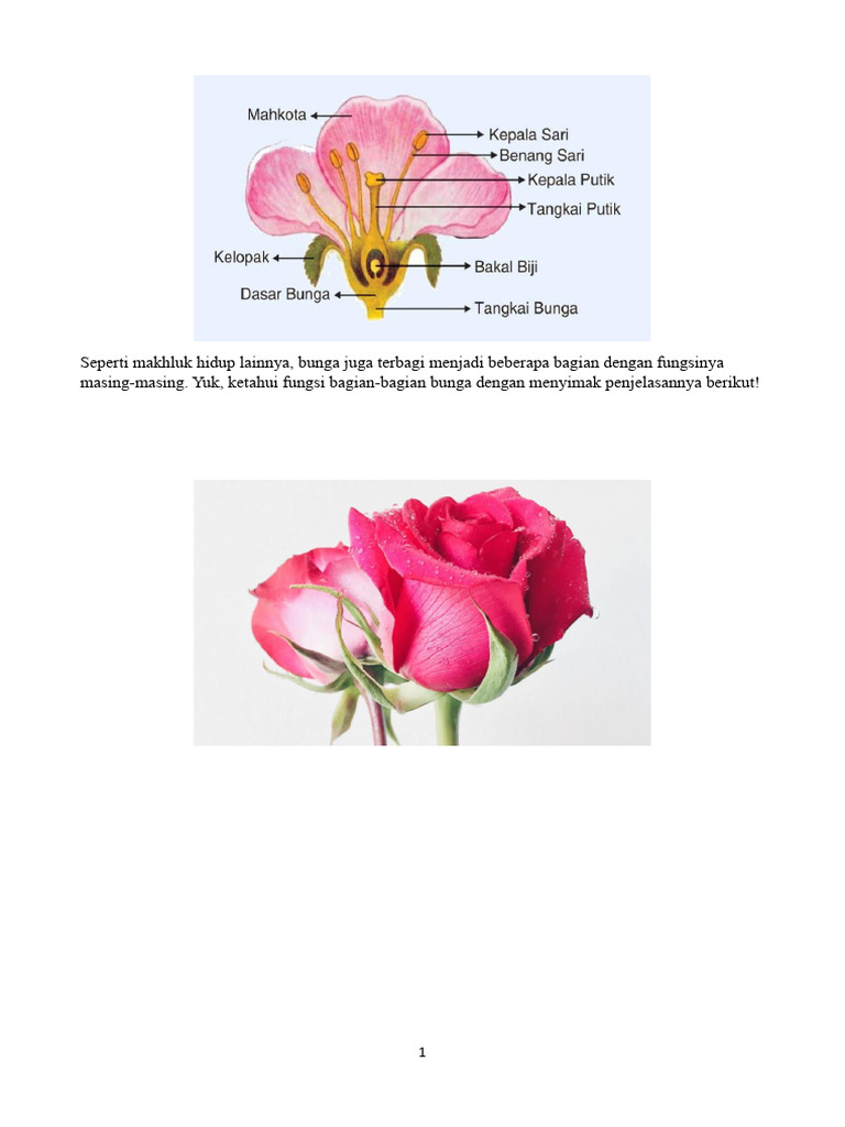 Fungsi dan Bagian-Bagian Bunga | PDF