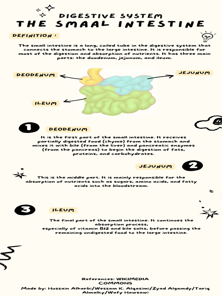 Anatomy and Function of the Small Intestine | PDF
