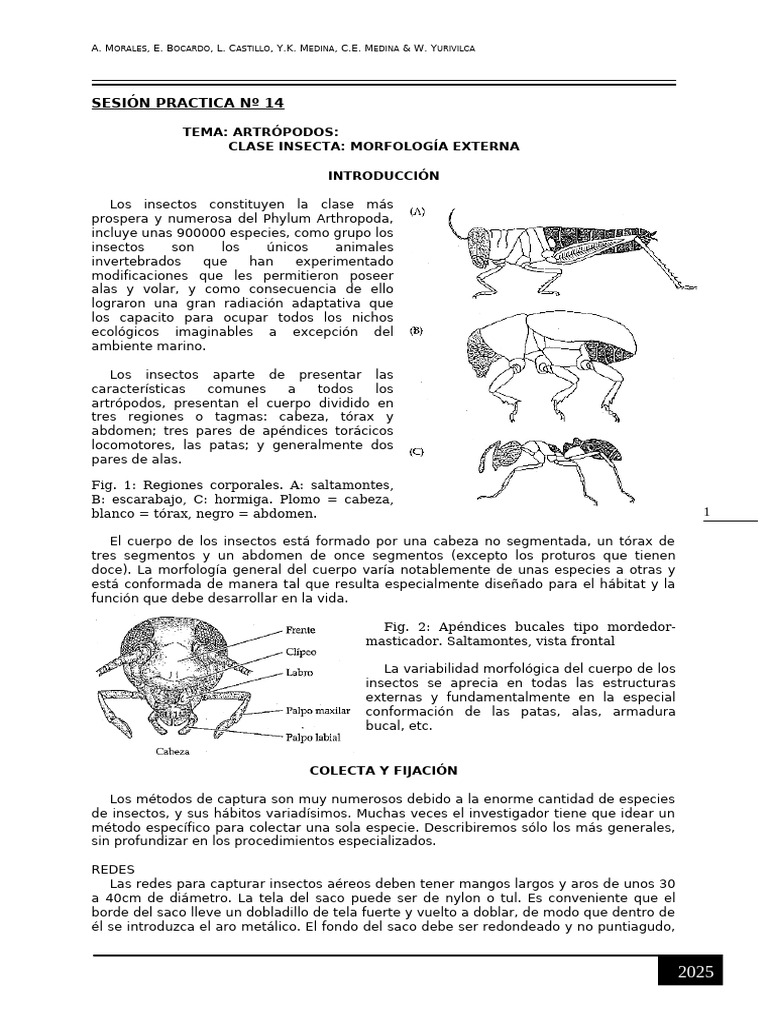 Morfología y captura de insectos | PDF | Insectos | Zoología