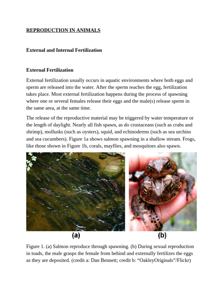Animal Reproduction: Fertilization Methods | PDF | Menstrual Cycle | Ovary