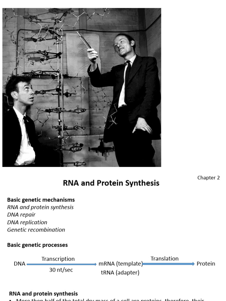 DNA Transcription and Protein Synthesis | PDF | Ribosome | Translation ...