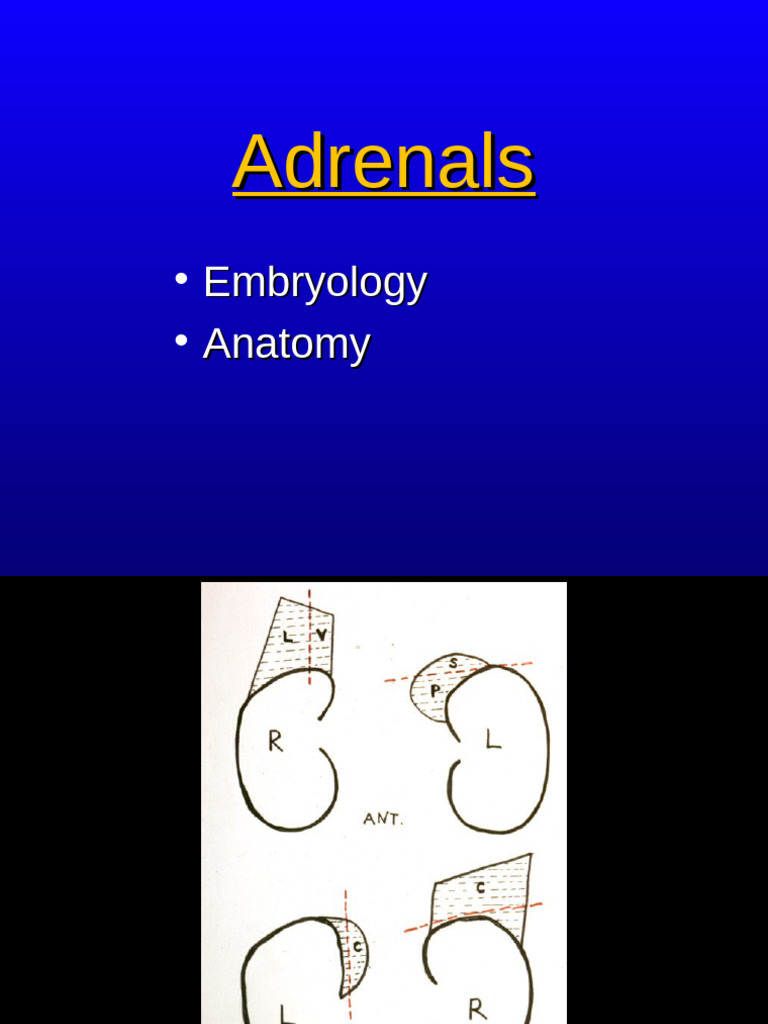 Adrenals | PDF