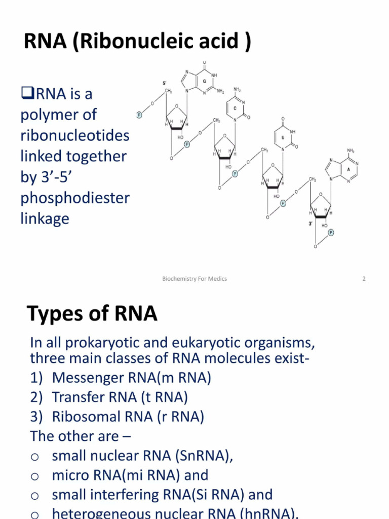 RNA Types | PDF