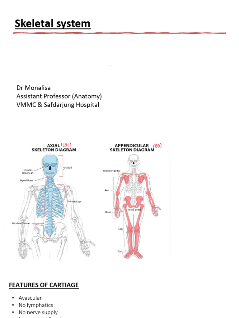 GENERAL ANATOMY Skeletal System | PDF | Cartilage | Bone