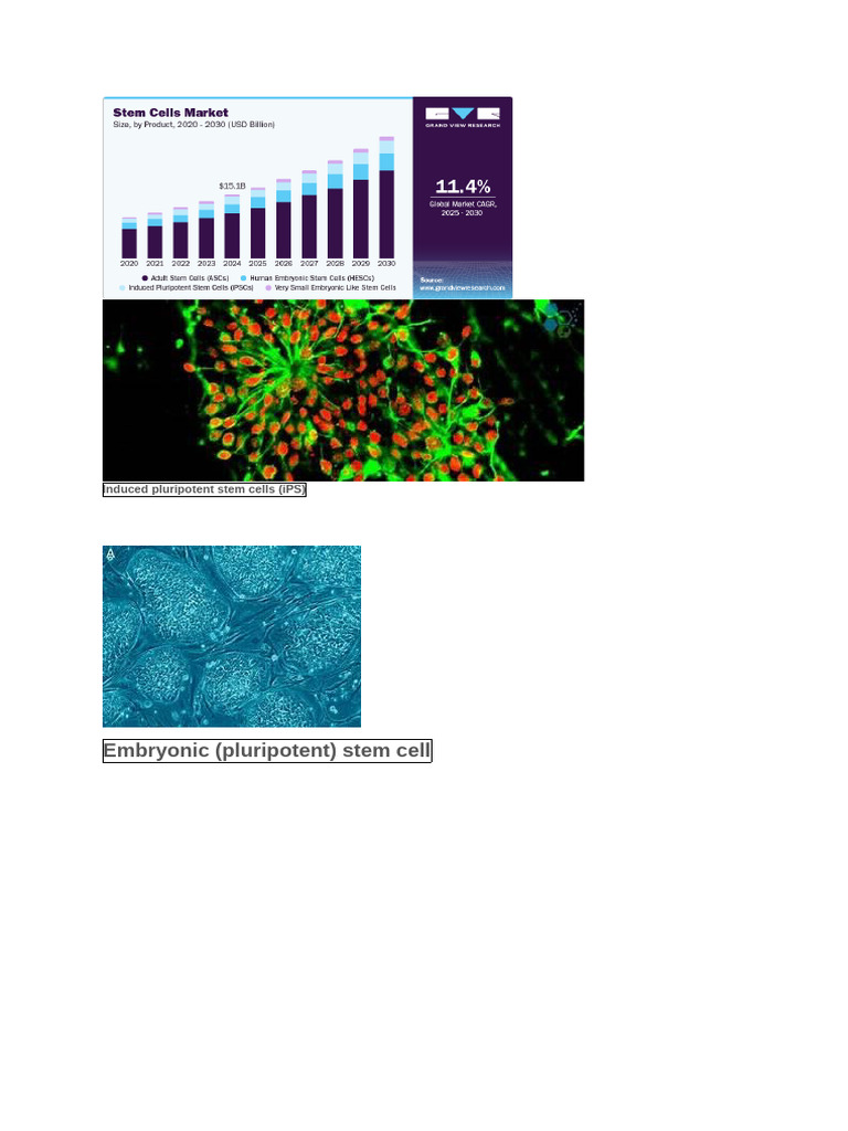 Embryonic | PDF