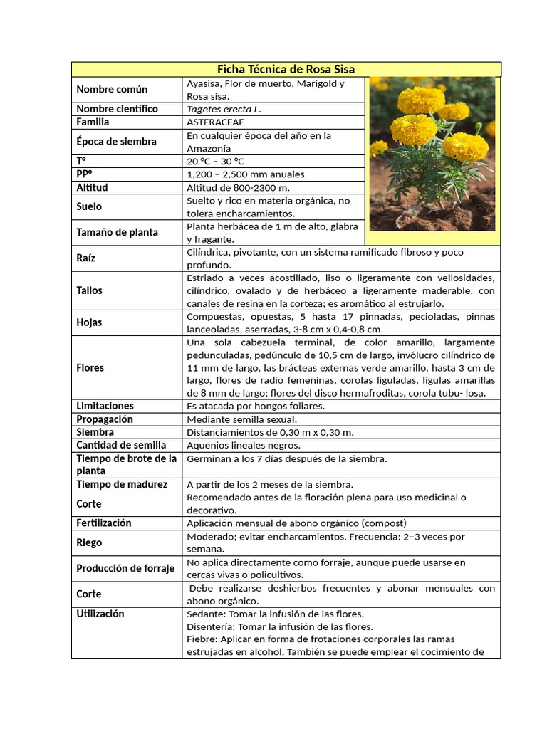 Ficha Técnica de Rosa Sisa | PDF | Botánica | Plantas
