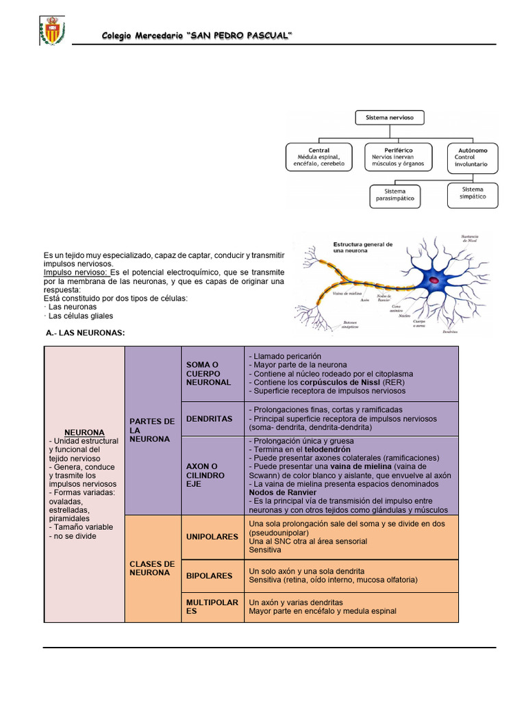 Anatomía y Funciones del Sistema Nervioso | PDF | Sinapsis | Neurona