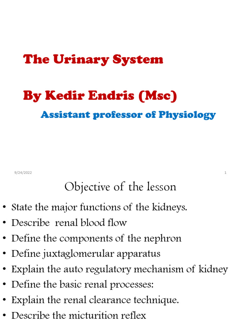 Overview of the Urinary System Functions | PDF | Kidney