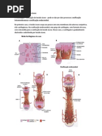 A formação do tecido ósseo