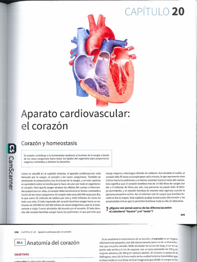 Tortora 15 Ed. - Principios de Anatomía y Fisiología Corazon | PDF