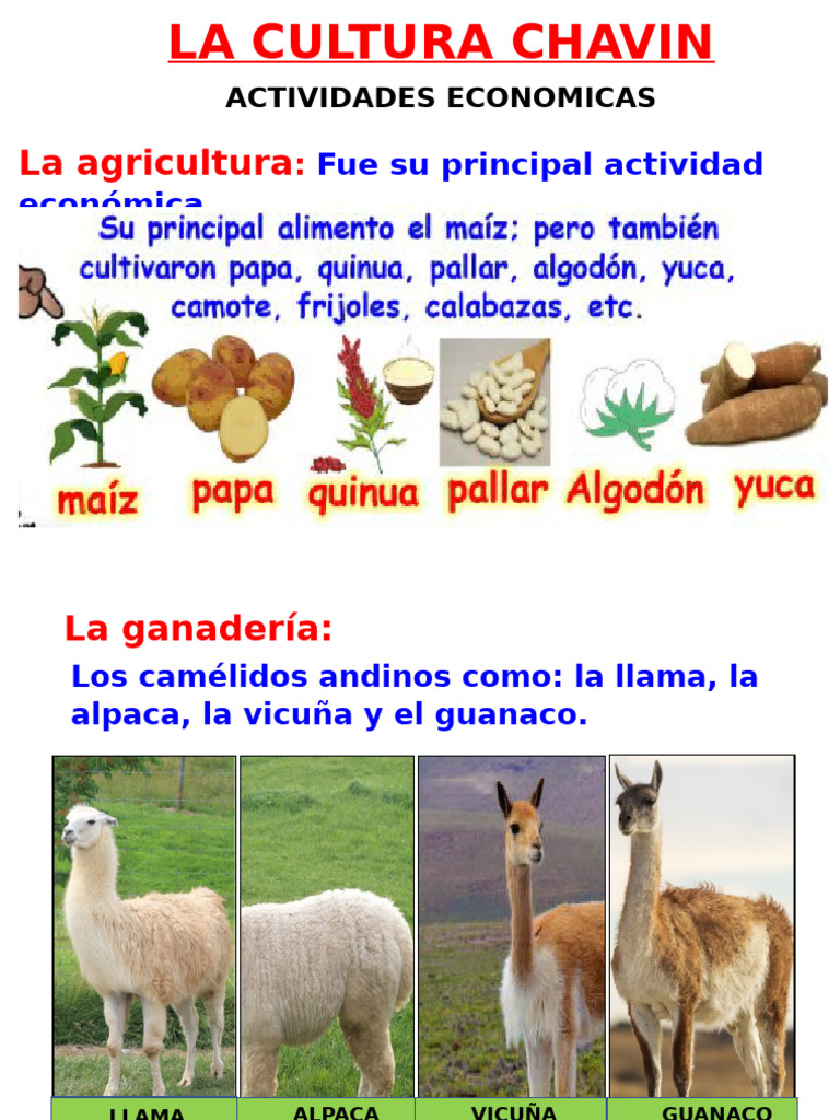 Agricultura y ganadería en Chavín | PDF