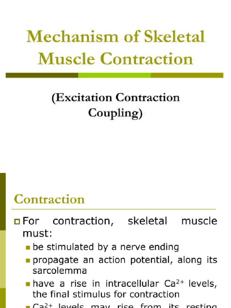 Excitation Contraction Coupling 93868768 | PDF