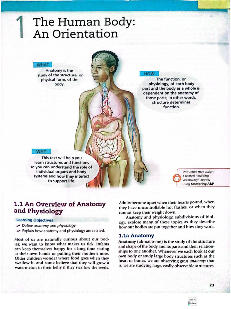 Chapter 1 Human Body | PDF
