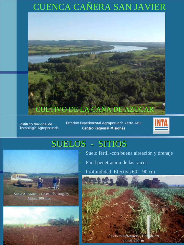 Caña 25 de Julio | PDF | Caña de azúcar | Labranza