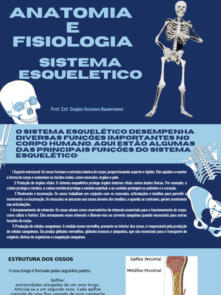 Funções e Estrutura do Sistema Esquelético | PDF | Vértebra | Corpo humano