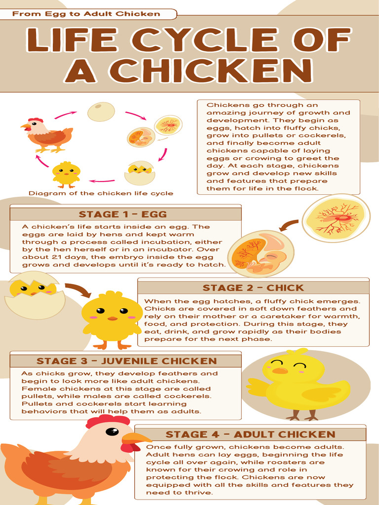 Life Cycle of A Chicken Infographic in Brown and White Illustrative Style |  PDF | Chicken | Egg, image size:768x1024