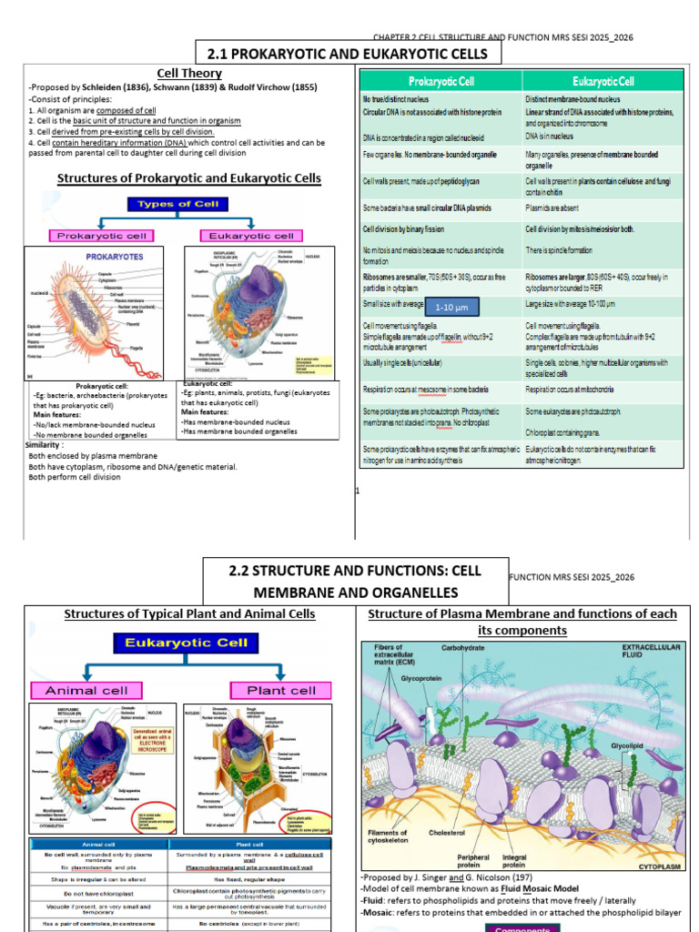 Cell Structure: Prokaryotic vs Eukaryotic | PDF | Endoplasmic Reticulum ...