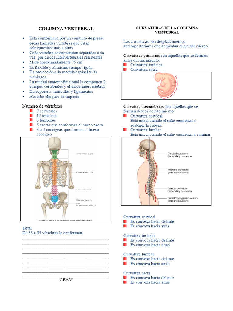 Estructura y Funciones de la Columna Vertebral | PDF | Vértebra | La ...