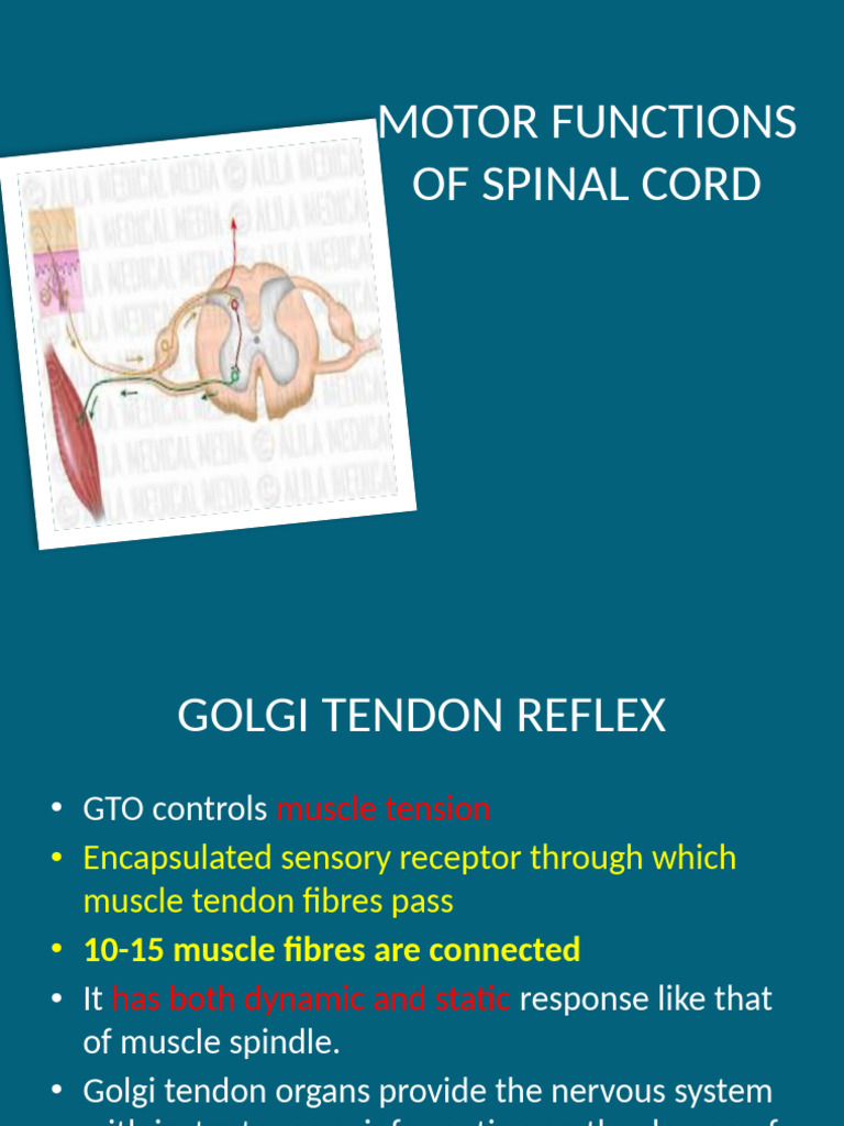 Spinal Cord Reflexes | PDF | Nervous System | Neuroscience