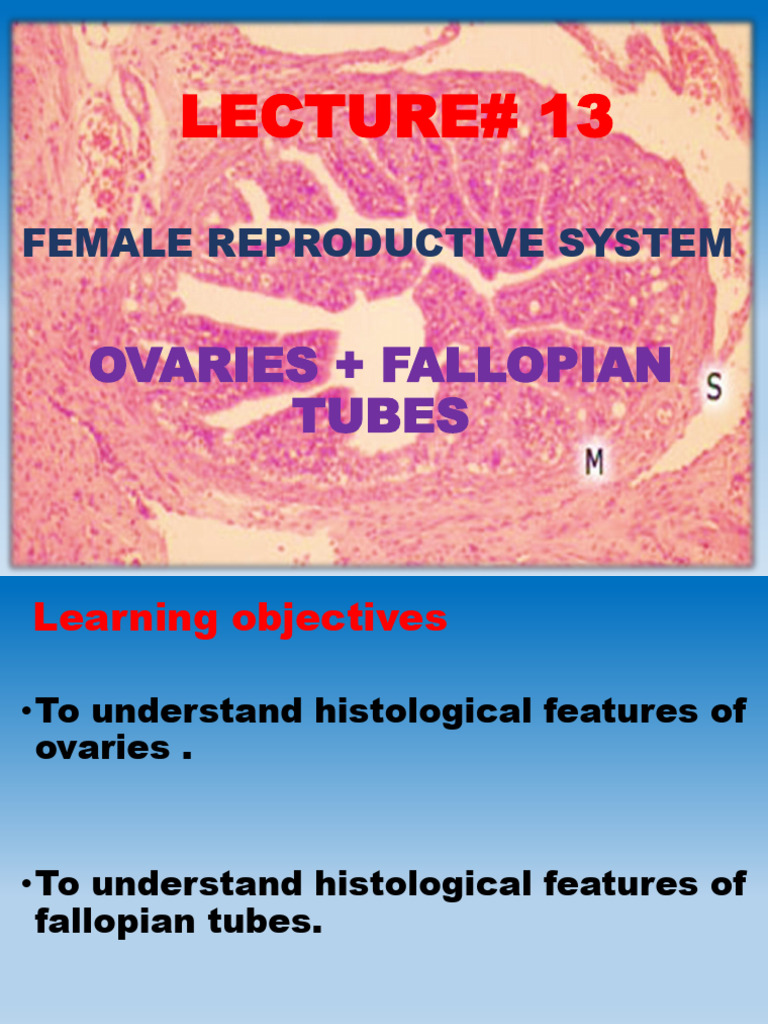 Lec # 13 Frs - Ovary - Fallopian Tube | PDF | Ovary | Epithelium