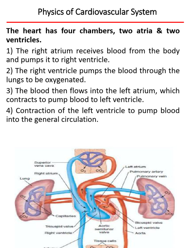 Anatomy and Physiology of the Heart | PDF | Electrocardiography ...